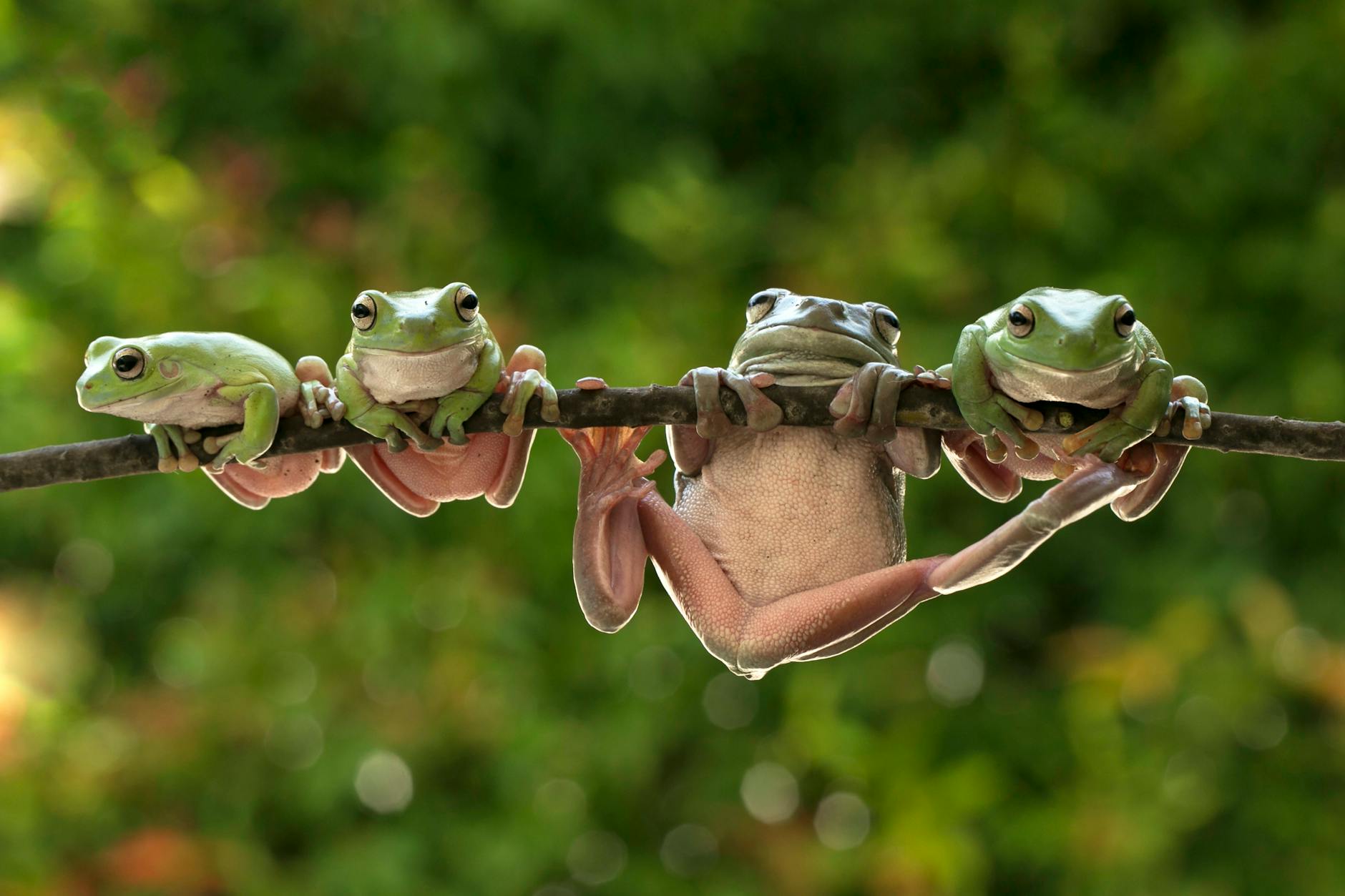 close up shot of green frogs hanging on a tree branch